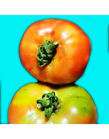 Ace 55VF Tomato, Pomodoro, Tomato Seeds - [ Shop Canadian Seeds Online ]  - Tomato Seeds - 