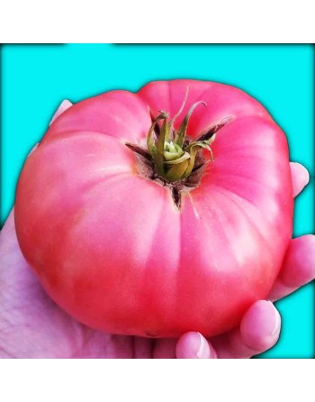 Brandywine Pink Tomato Seeds, Organic, Amish Tomato - [ Seed2Go.ca ] - [Seed Packets] - Tomato Seeds - 