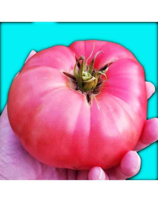 Brandywine Pink Tomato Seeds, Organic, Amish Tomato - [ Seed2Go.ca ] - [Seed Packets] - Tomato Seeds - 