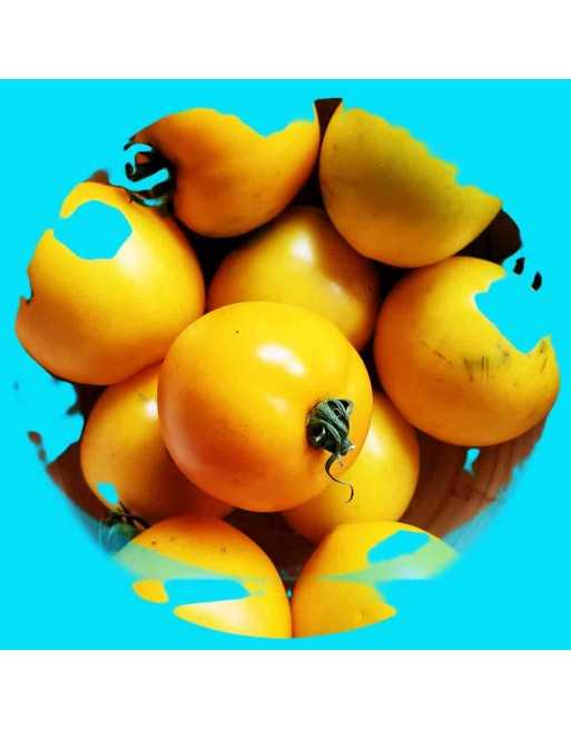 Lemon Boy Globe Tomato Seeds, Salsa Mix, Slicer, Indeterminate - [ Seed2Go.ca ] - [Seed Packets] - Tomato Seeds - 