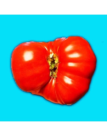 German Johnson Tomato Seeds, Mennonite Heirloom - [ Shop Canadian Seeds Online ]  - Tomato Seeds - 