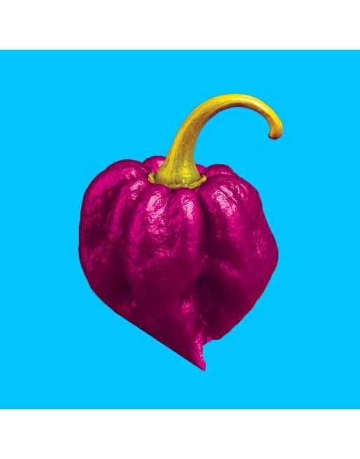 Purple Carolina Reaper, Worlds Champion Hottest Pepper in the World, Rocky Balboa! Pepper Seeds - [ Seed2Go.ca ] - [Seed Packets