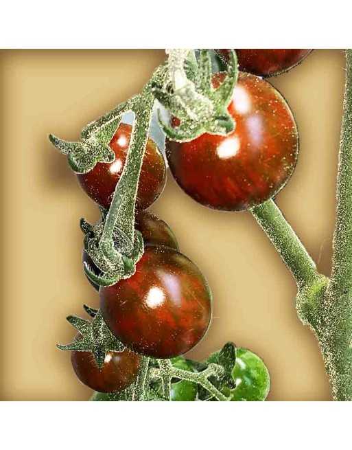 Chocolate Cherry Tomato Seeds, Organic, Black Cherry - [ Seed2Go.ca ] - [Seed Packets] - Grape & Cherry Tomatoes - 