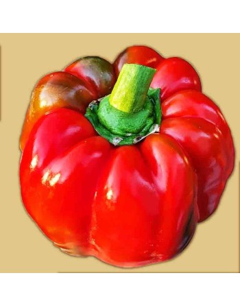 Yolo Wonder Red Bell Pepper, Sweet Pepper Seeds - [ Shop Canadian Seeds Online ]  - Pepper Seeds - 