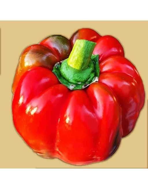 Yolo Wonder Red Bell Pepper, Sweet Pepper Seeds - [ Shop Canadian Seeds Online ]  - Pepper Seeds - 