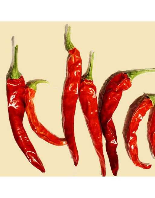 Super Chili Pepper, Mild Hot Pepper Seeds,  AAS Winner, Hybrid Seeds - [ Shop Canadian Seeds Online ]  - Pepper Seeds - 