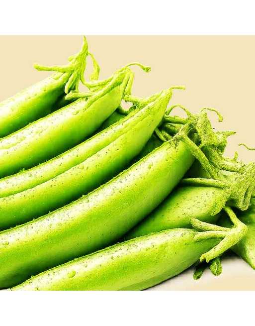 Super Sugar Snap Pea, Edible Pod, Pole, Climbing, Pea Seeds - [ Shop Canadian Seeds Online ]  - Bean/Pea - 