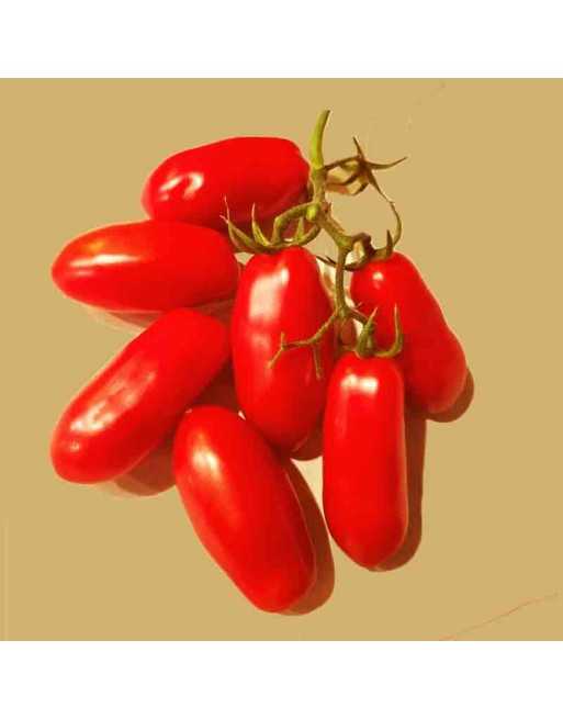 Mini Dwarf San Marzano Cherry Tomato Seeds, San Marzano sul Sarno, Italy - [ Seed2Go.ca ] - [Seed Packets] - Tomato Seeds - 
