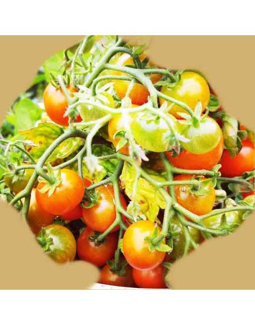 Famous Tiny Tim, Cherry Tomato Seeds, Small Bush Type, Potted Heirloom - [ Shop Canadian Seeds Online ]  - Grape & Cherry Tomato