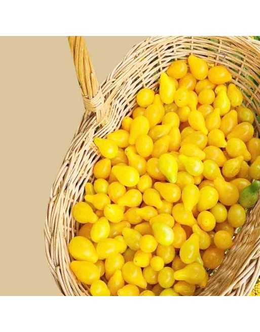 Yellow Pear, Beam's, Cherry Tomato Seeds, Sweet Flavor - [ Shop Canadian Seeds Online ]  - Grape & Cherry Tomatoes - 