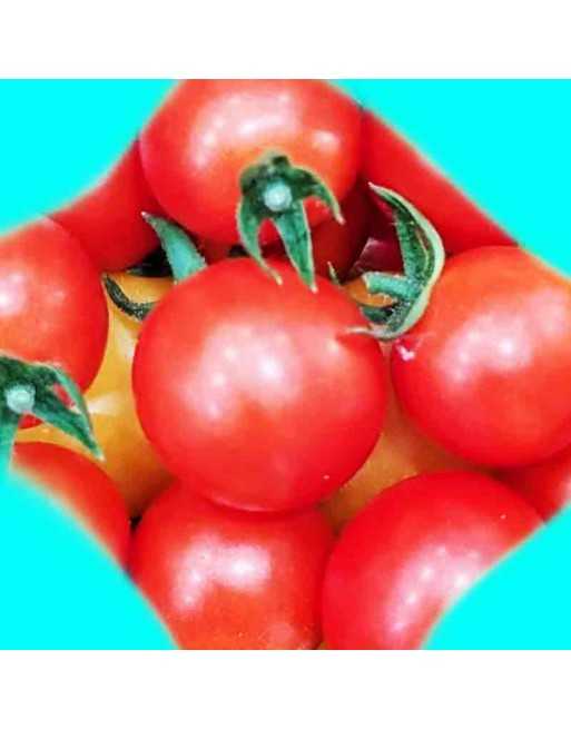 Peacevine Cherry Tomato, Heirloom, Tomato Seeds, North American - [ Shop Canadian Seeds Online ]  - Grape & Cherry Tomatoes - 
