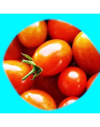 Red Grape Tomato, Tomato Seeds