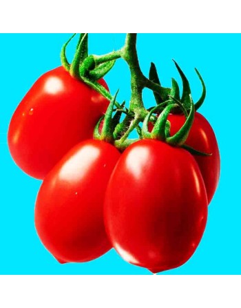 Roma VF Tomato, Italian Plum Tomatoes, Canning Tomato Seeds - [ Seed2Go.ca ] - [Seed Packets] - Tomato Seeds - 