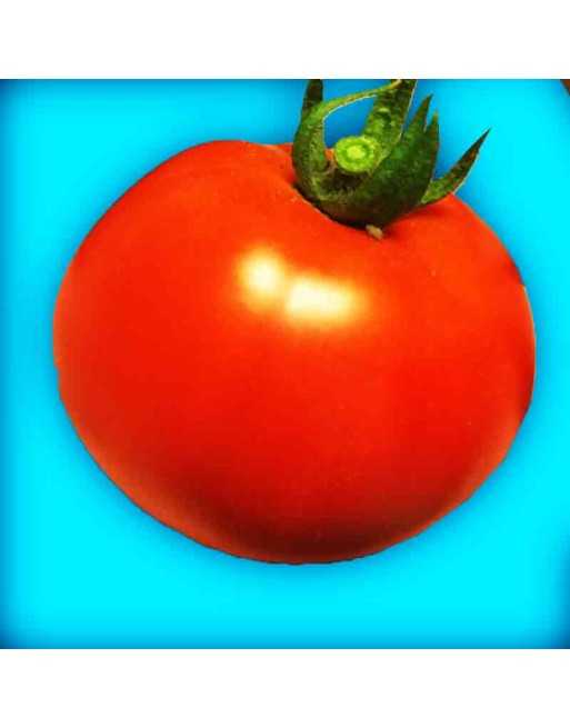 Red Early Tomato Seeds, North American, Latah - [ Seed2Go.ca ] - [Seed Packets] - Tomato Seeds - 