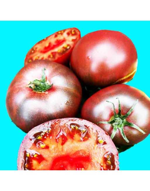 Paul Robeson Tomato, Bush Tomato, Siberia - [ Seed2Go.ca ] - [Seed Packets] - Tomato Seeds - 