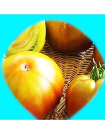 Everett's Rusty Rainbow Oxheart Tomato Seeds - [ Shop Canadian Seeds Online ]  - Tomato Seeds - 