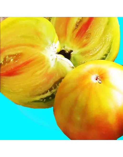 Everett's Rusty Rainbow Oxheart Tomato Seeds - [ Shop Canadian Seeds Online ]  - Tomato Seeds - 