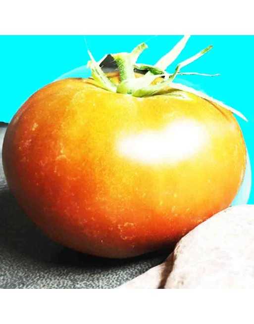 Glacier Tomato Seeds, Sweden - [ Shop Canadian Seeds Online ]  - Tomato Seeds - 
