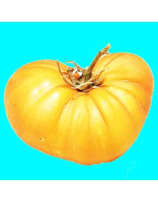 Big Rainbow, Heirloom Beefsteak Tomato Seeds, German - [ Shop Canadian Seeds Online ]  - Tomato Seeds - 