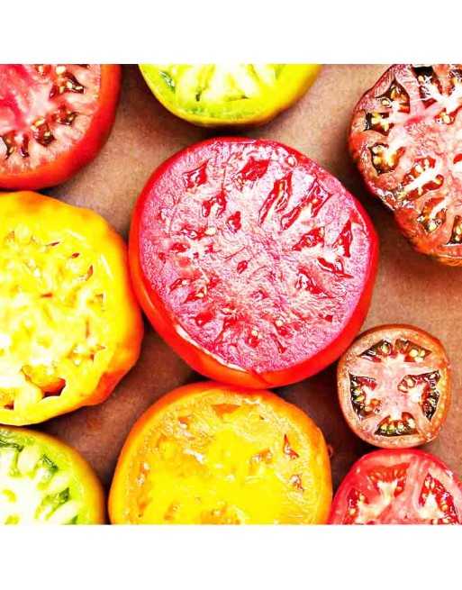 Rainbow Tomato, Heirloom, Brandywine Beefsteak Seeds, Organic - [ Shop Canadian Seeds Online ]  - Tomato Seeds - 