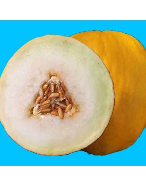 Canary Melon Seeds, Middle-East Persia - [ Shop Canadian Seeds Online ]  - Melon - 