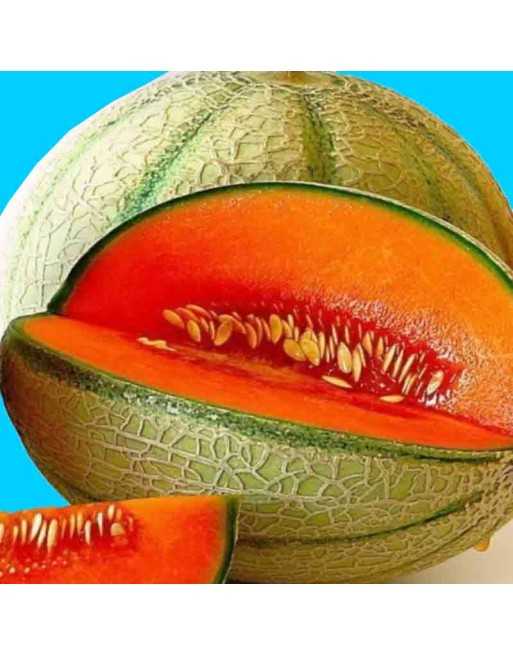Muskmelon, Hales Best Jumbo Melon, Cantaloupe Seeds - [ Shop Canadian Seeds Online ]  - Melon - 