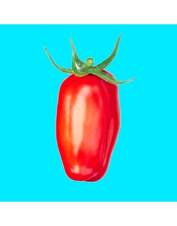 San Marzano, Indeterminate, Paste, Traditional Italian Tomato Seeds - [ Shop Canadian Seeds Online ]  - Tomato Seeds - 