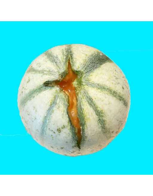 Charentais French Melon, France, World-Famous Feria du Melon a Cavaillon - [ Shop Canadian Seeds Online ]  - Melon - 
