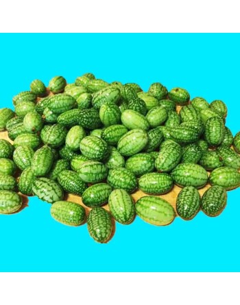 Sandia De Raton Sour Gherkin Cucumber, Mouse Melon, South American - [ Seed2Go.ca ] - [Seed Packets] - Cucumber - 