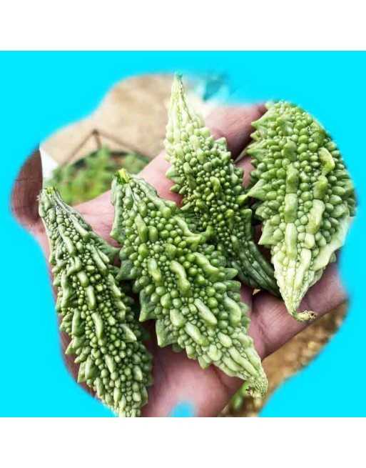 Spiked Bitter Melon, Bitter Gourd, Malabar Long F1, Balsam Pear, Spiked, Teea, Great for Diabetics - [ Shop Canadian Seeds Onlin