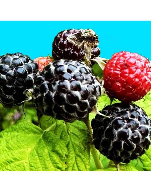 Black Raspberry Seeds - [ Seed2Go.ca ] - [Seed Packets] - Raspberry - 