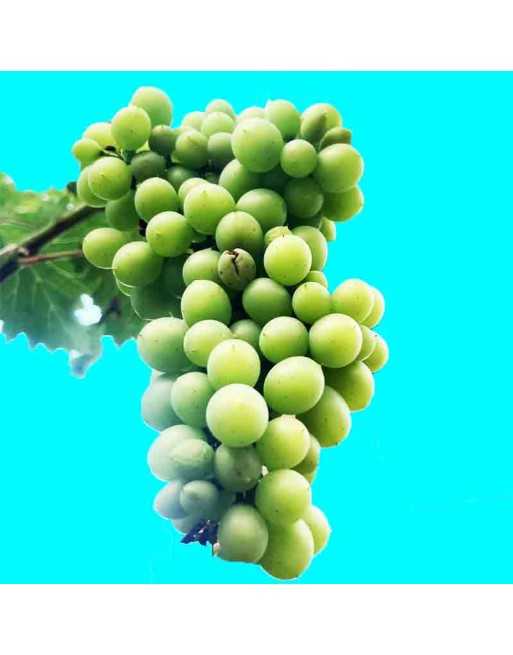 European Wine Green Grape Vines - [ Seed2Go.ca ] - [Seed Packets] - Grape - 