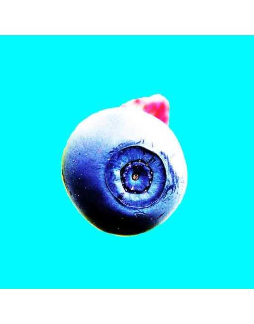 Blueberry Fruit, Low Bush Type, Native, Blueberry Seeds - [ Seed2Go.ca ] - [Seed Packets] - Blueberry - 