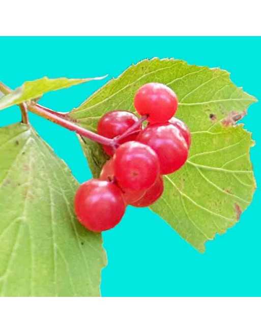 Highbush Cranberry Seeds - [ Seed2Go.ca ] - [Seed Packets] - Cranberry - 