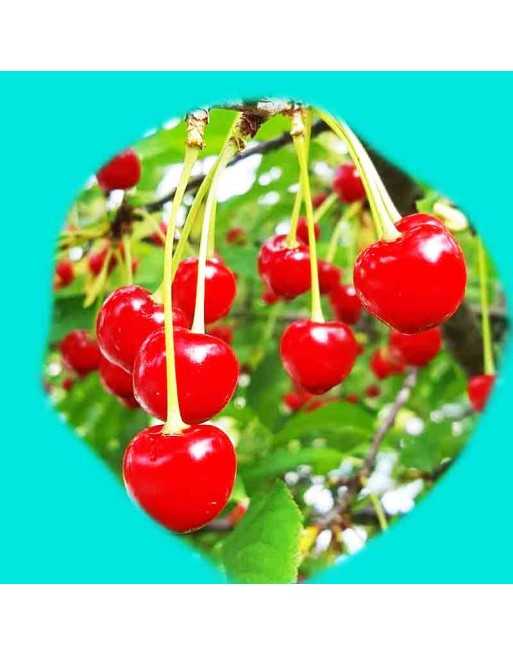 Dwarf Sweet Cherry, Hardy Cherry, Cherry Seeds - [ Seed2Go.ca ] - [Seed Packets] - Cherry - 