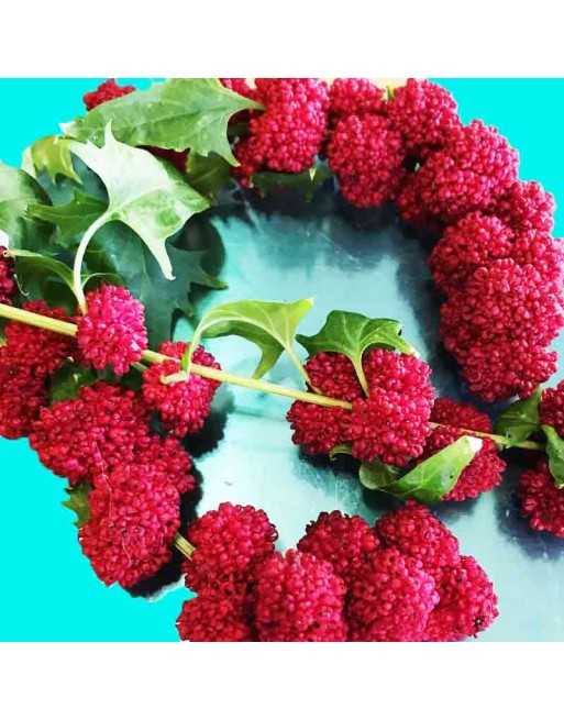 Strawberry Spinach Fruit Seeds - [ Seed2Go.ca ] - [Seed Packets] - Strawberry - 