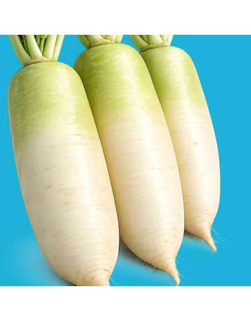 Asian Daikon Radish, White Radish, Japanese Radish, Chinese Radish, Winter Radish, Luobo Seeds - [ Seed2Go.ca ] - [Seed Packets]