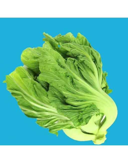 Gai Choy Chinese Mustard Green, Jiè cài (芥菜)  Chinese, Four Seasons Chun Cai, Stemmed Mustard, Heart Mustard, Swatow mustard - [