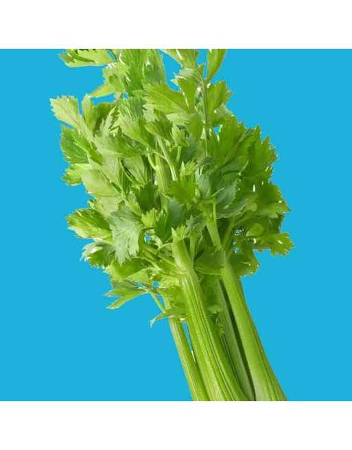 Tall Utah Celery Seeds, North American Crossbreed by Japanese/Chinese - [ Seed2Go.ca ] - [Seed Packets] - Celery - 