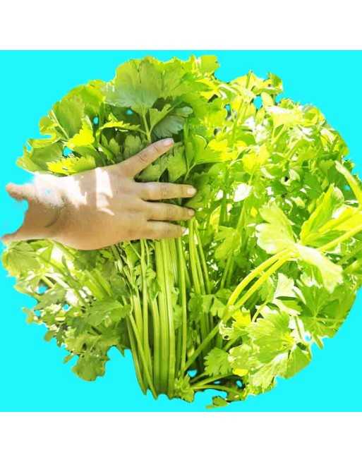 Cutting Leaf Celery, Amsterdam, Dutch Variety, Celery Seeds - [ Seed2Go.ca ] - [Seed Packets] - Celery - 