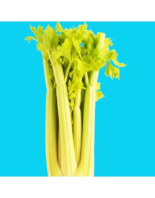 D'Asti Golden Celery, Traditional Celery, High Yielding Celery Seeds - [ Seed2Go.ca ] - [Seed Packets] - Celery - 