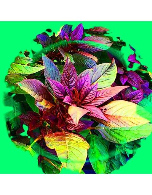 Red & Green Callaloo, Edible Amaranth Seeds - [ Shop Canadian Seeds Online ]  - Amaranth - 