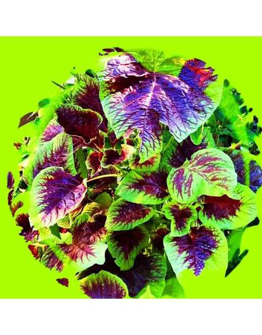Red & Green Callaloo, Hu Sien Amaranth, Caribbean Callaloo Seeds, Tricolour - [ Shop Canadian Seeds Online ]  - Amaranth - 