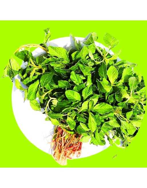 Green Callaloo Mulai Keerai Amaranthus Amaranth Seeds, Southern India, Spinach, முளை கீரை விதைகள் - [ Shop Canadian Seeds Online
