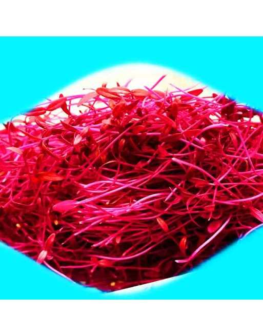 Red Garnet Amaranth Seeds, Mexico - [ Shop Canadian Seeds Online ]  - Amaranth - 