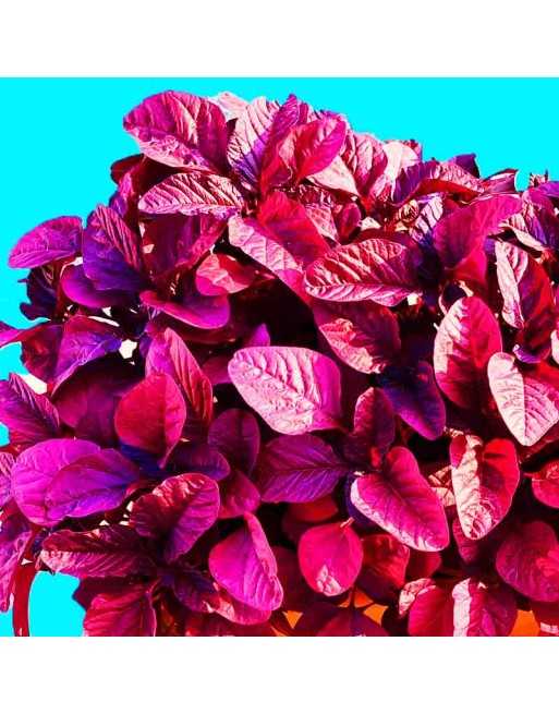 Red Amaranth Seeds: Altapati 20, Chinese Spinach - [ Shop Canadian Seeds Online ]  - Amaranth - 