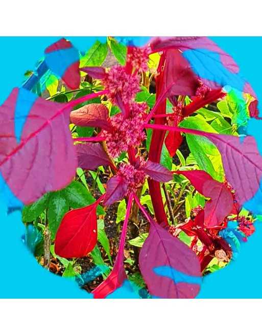 Leaf Amaranth: Raktaranga, Amaranth Seeds - [ Shop Canadian Seeds Online ]  - Amaranth - 