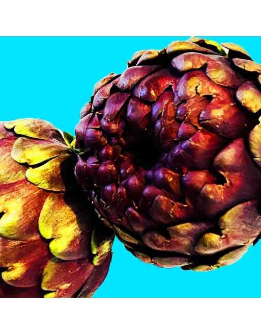 Italian Traditional Purple Artichoke, Violetto Di Chioggia, Artichoke Seeds - [ Shop Canadian Seeds Online ]  - Artichoke - 
