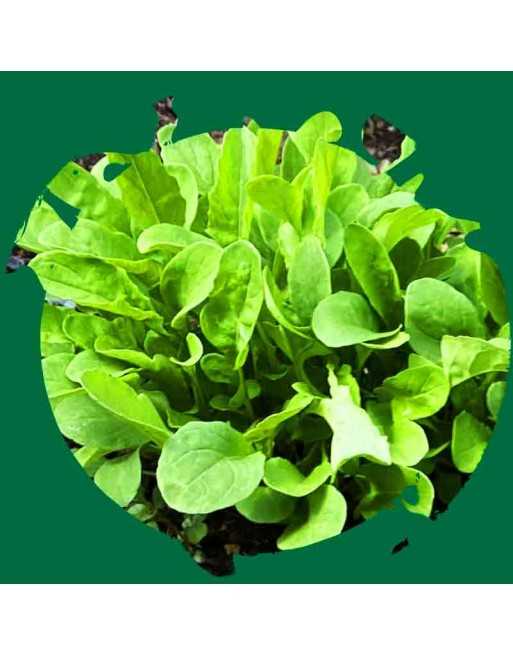 Organic Astro Specialty Heirloom Arugula - [ Shop Canadian Seeds Online ]  - Arugula - 