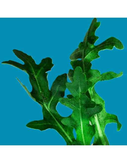 Wildfire Rocket Arugula, Serrated Rocket Seeds - [ Shop Canadian Seeds Online ]  - Arugula - 